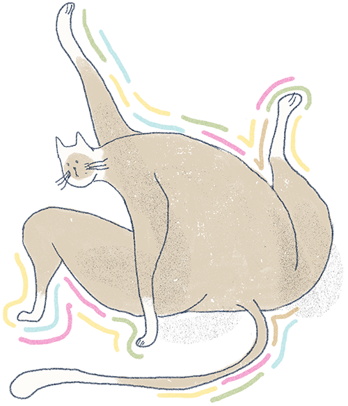 Yoga Cat